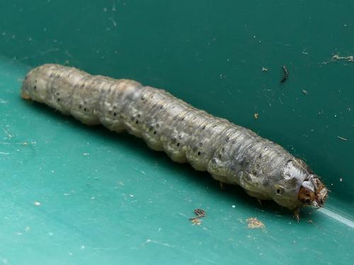 Réf. 336 698 : Agrotis sp.